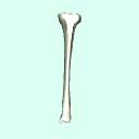 l_tibia