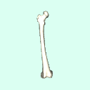 r_femur