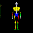 AnimatedAssembledHumanSkeleton